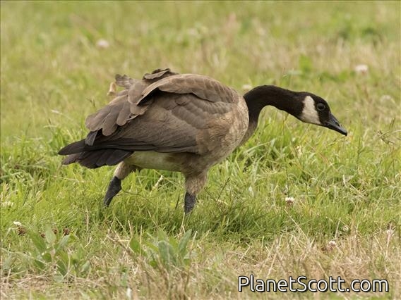 Canada Goose (Branta canadensis)