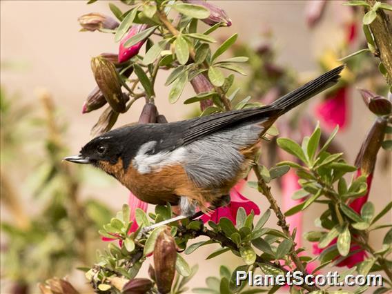 Black-throated Flowerpiercer (Diglossa brunneiventris)