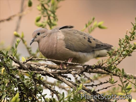 Eared Dove (Zenaida auriculata)