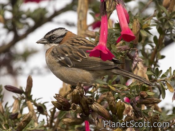 Rufous-collared Sparrow (Zonotrichia capensis)