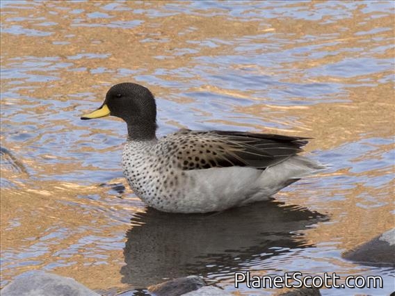 Yellow-Billed Teal (Anas flavirostris)