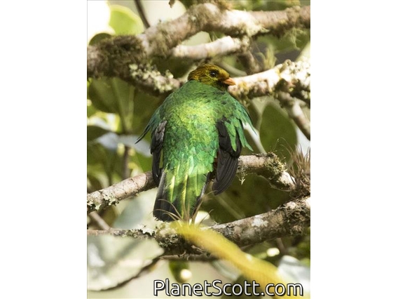 Golden-headed Quetzal (Pharomachrus auriceps)