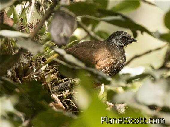 Andean Guan (Penelope montagnii)