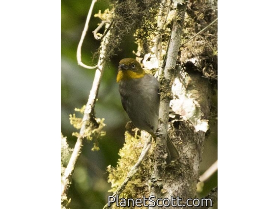 Short-billed Chlorospingus (Chlorospingus parvirostris)