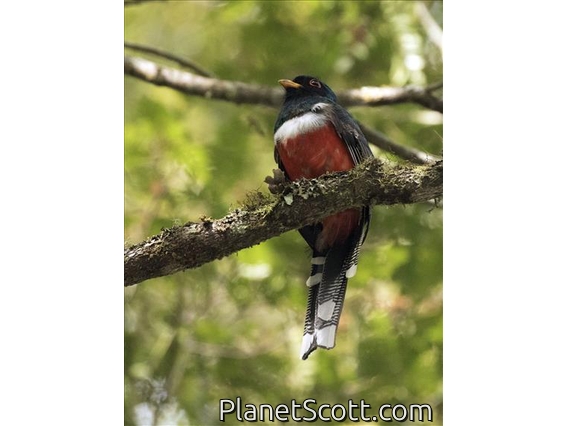 Masked Trogon (Trogon personatus)