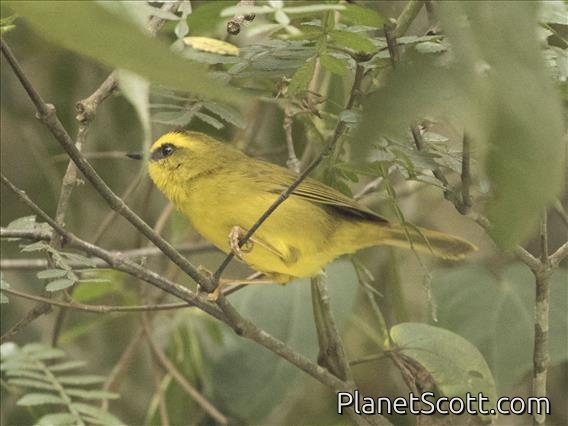 Citrine Warbler ( Myiothlypis luteoviridis)