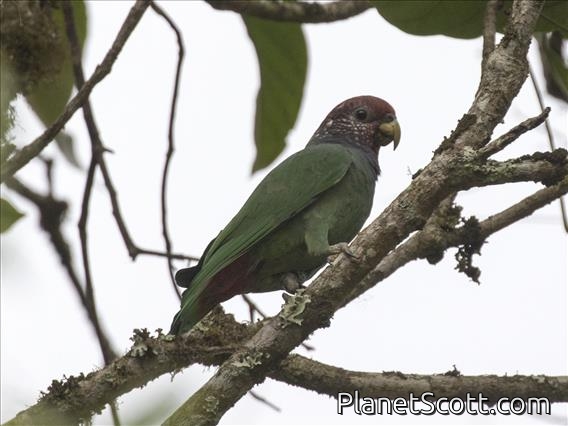 Speckle-faced Parrot (Pionus tumultuosus)