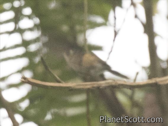 Speckled Hummingbird?
