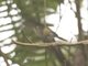 Speckled Hummingbird?