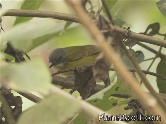 Common Chlorospingus (Chlorospingus flavopectus)