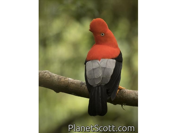 Andean Cock-of-the-rock (Rupicola peruvianus)
