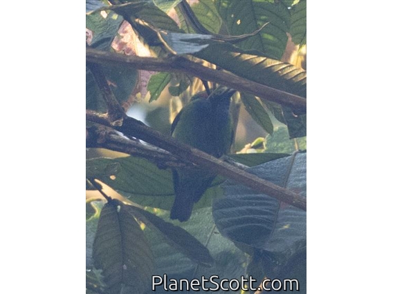 Orange-eared Tanager (Chlorochrysa calliparaea)