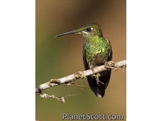 Violet-fronted Brilliant (Heliodoxa leadbeateri) - Female