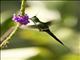 Wire-crested Thorntail (Discosura popelairii)
