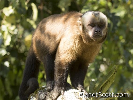 Large-headed Capuchin (Sapojus macrocephalus) - Male