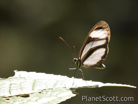 Glasswing Butterfly