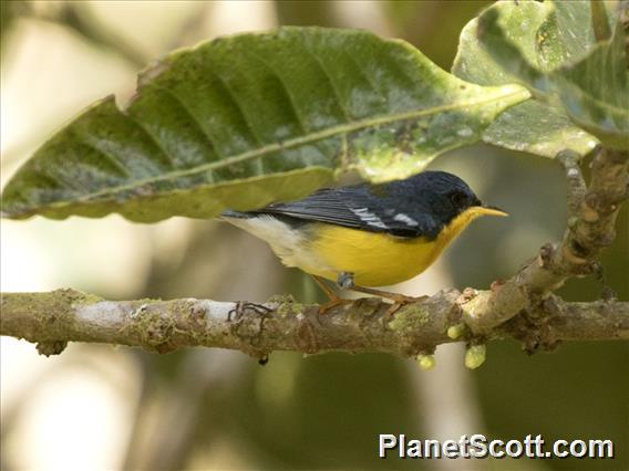 Tropical Parula (Setophaga pitiayumi)