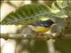 Tropical Parula (Setophaga pitiayumi)