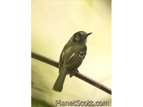 Slaty-capped Flycatcher (Leptopogon superciliaris)