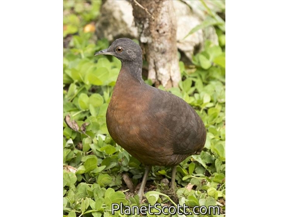 Brown Tinamou (Crypturellus obsoletus)