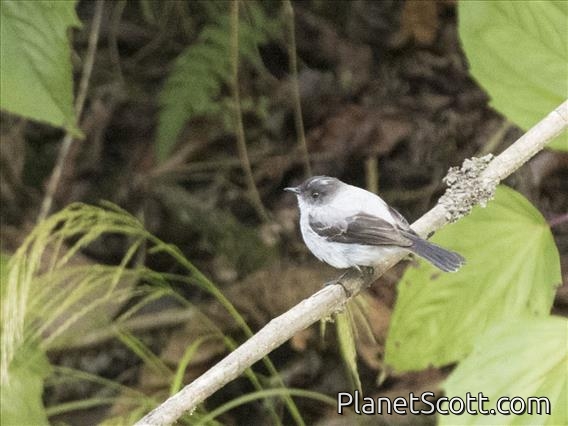 Torrent Tyrannulet (Serpophaga cinerea)