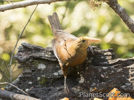 Russet-backed Oropendola (Psarocolius angustifrons )