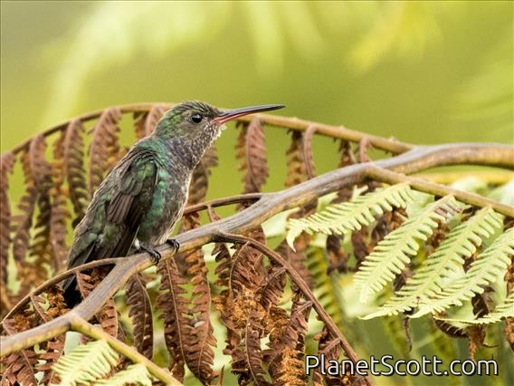 Sapphire-spangled Emerald (Amazilia lactea)