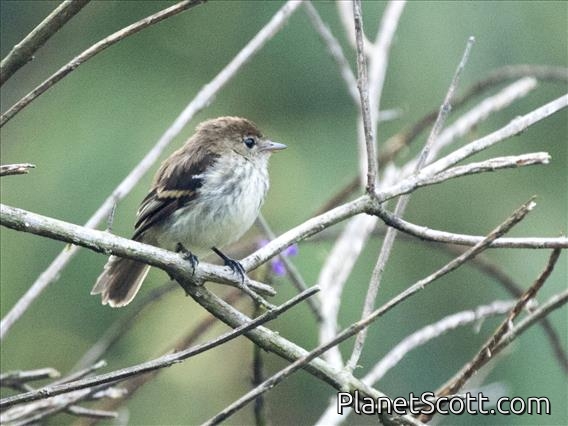 Bran-colored Flycatcher (Myiophobus fasciatus)