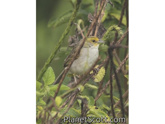 Yellow-browed Sparrow (Ammodramus aurifrons)