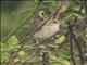 Yellow-browed Sparrow (Ammodramus aurifrons)