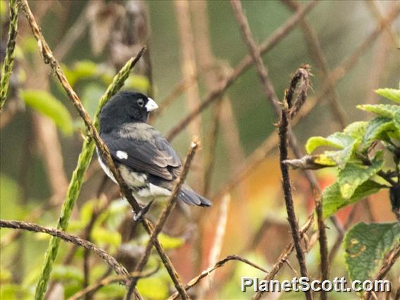 Black-and-white Seedeater (Sporophila luctuosa)