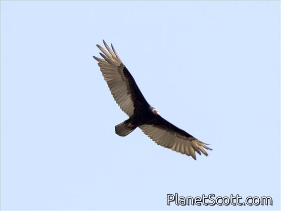 Turkey Vulture (Cathartes aura)