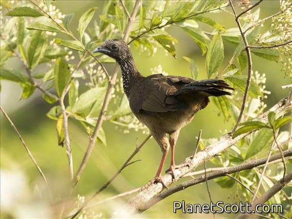 Speckled Chachalaca (Ortalis guttata)