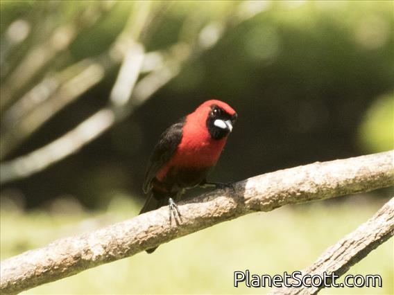 Masked Crimson Tanager (Ramphocelus nigrogularis)