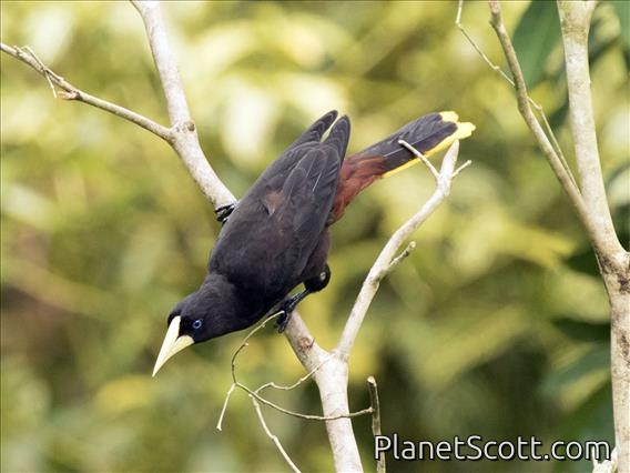 Crested Oropendola (Psarocolius decumanus)