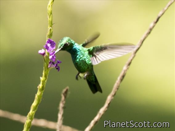 Blue-tailed Emerald (Chlorostilbon mellisugus)