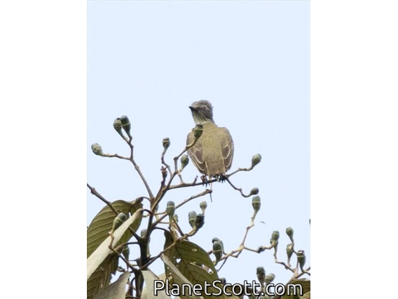 Gray-capped Flycatcher (Myiozetetes granadensis)