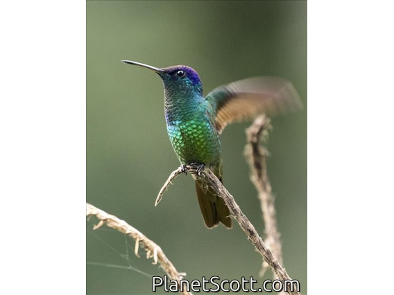 Golden-tailed Sapphire (Chrysuronia oenone)