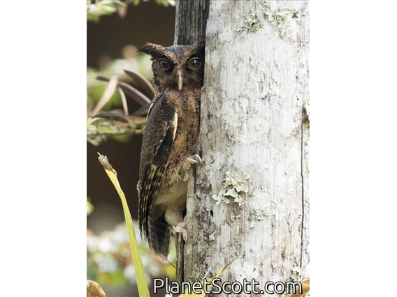 Tawny-bellied Screech-Owl (Megascops watsonii)