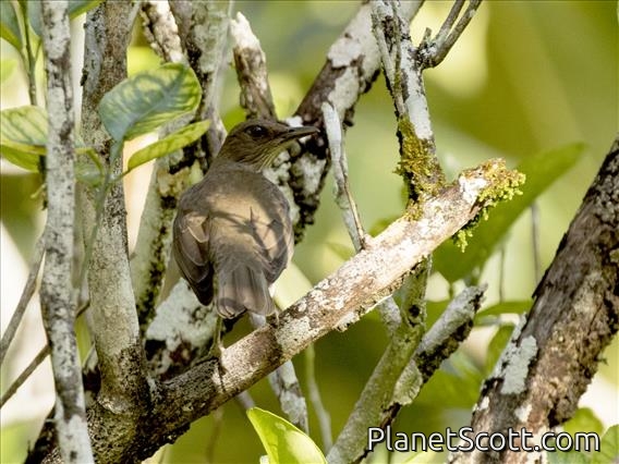 Black-billed Thrush (Turdus ignobilis)