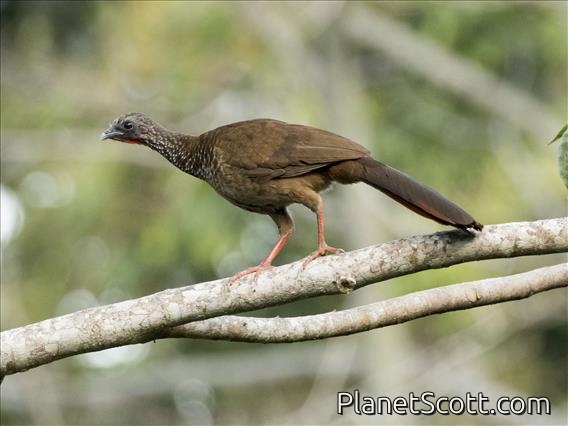 Speckled Chachalaca (Ortalis guttata)