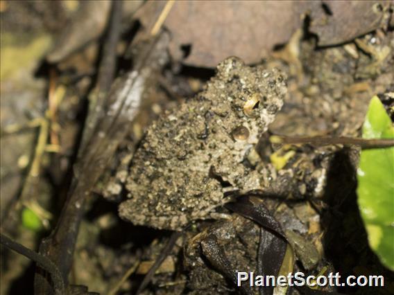 Unidentified Toad