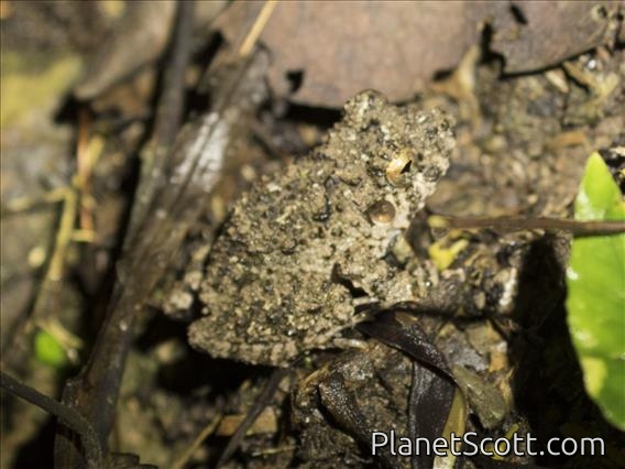 Unidentified Toad