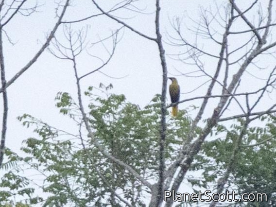 Olive Oropendola (Psarocolius bifasciatus)