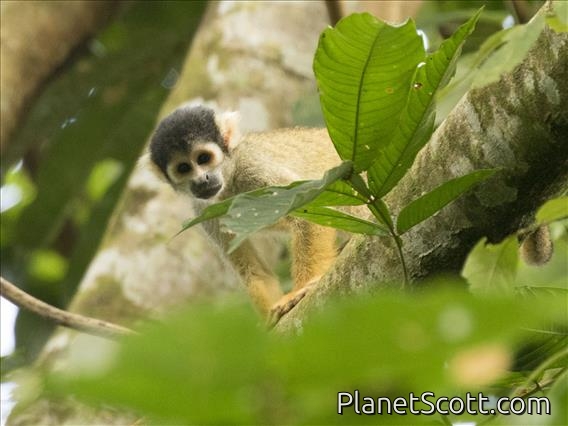 Bolivian Squirrel Monkey (Saimiri boliviensis)