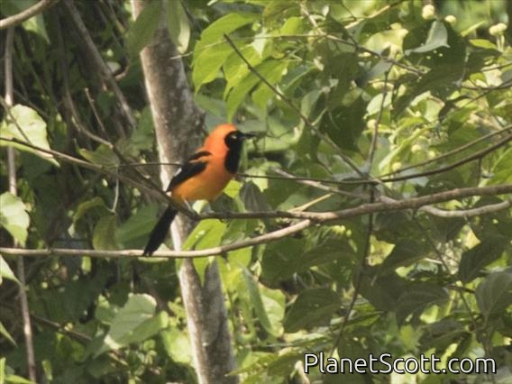 Orange-backed Troupial (cterus croconotus)