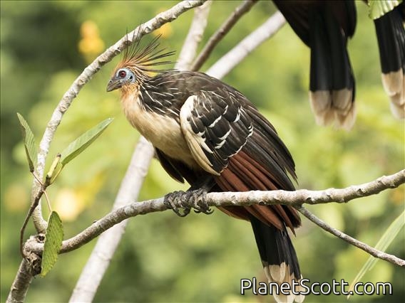 Hoatzin (Opisthocomus hoazin)