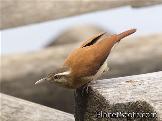 Pale-legged Hornero (Furnarius leucopus)