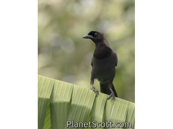 Purplish Jay (Cyanocorax cyanomelas)