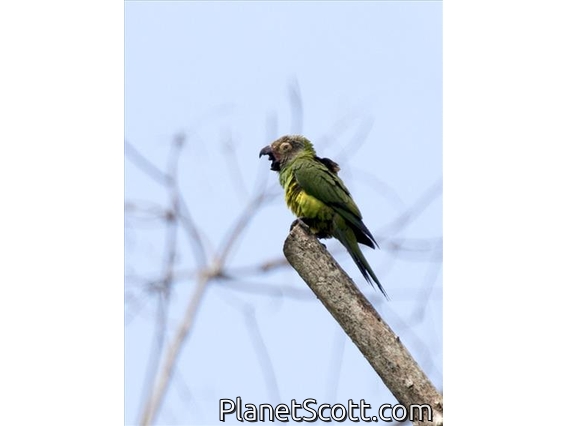 Dusky-headed Parakeet (Aratinga weddellii)